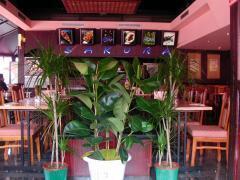 "Photo de Sakura, Gennevilliers"
